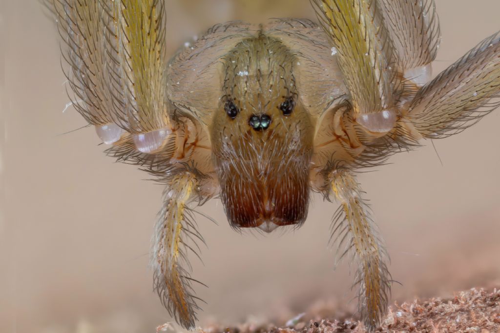 Sicariidae - Loxosceles rufescens